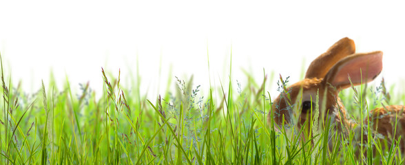 hase im frühlingsgras weisser hintergrund