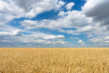 Naklejka premium Summer wheat field with blue sky.