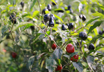 观赏辣椒 紫辣椒