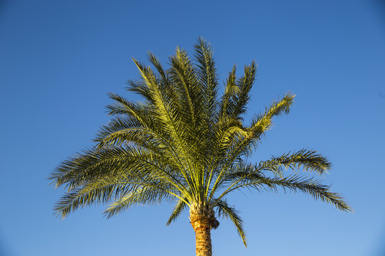 Green palm branches against the blue sky. Summer holiday concept