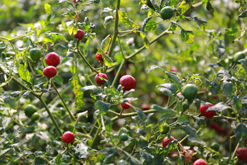 小圆辣椒 红辣椒 观赏辣椒