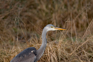 Nahaufnahme Fischreiher im Naturschutzgebiet