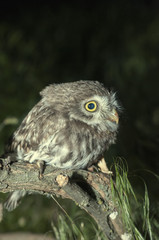 portrait of cute little owl with bokeh