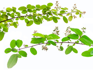 Lagerstroemia floribunda flower, also known as Thai crape myrtle and kedah bungor, is a species of...