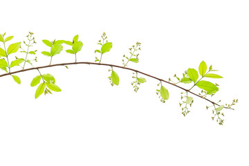 Lagerstroemia floribunda flower, also known as Thai crape myrtle and kedah bungor, is a species of flowering plant in the Lythraceae family. It is native of the tropical region of Southeast Asia