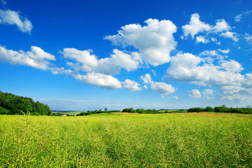 Landschaft im Frühling, Feld mit Raps, blauer Himmel, Cumuluswolken, frisches Grün