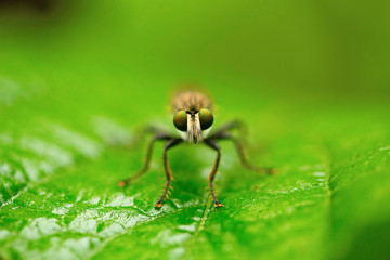 Robber fly, Aarey Milk Colony , INDIA