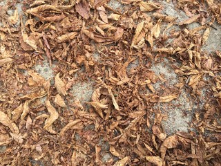 herbst