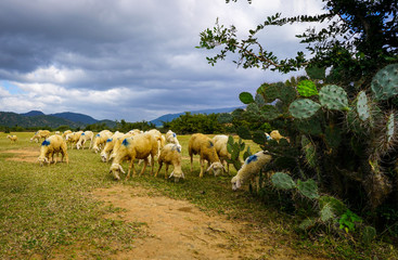 Obraz premium Sheep on a plain meadow