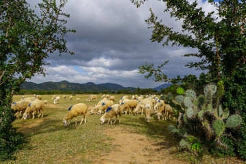 Sheep on a plain meadow