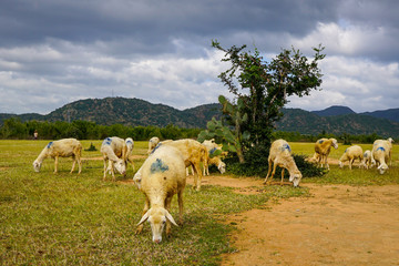 Sheep on a plain meadow