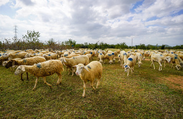 Sheep on a plain meadow