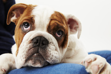 Studio Shot Of British Bulldog Puppy With Owner