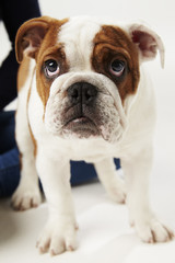 Fototapeta premium Studio Shot Of British Bulldog Puppy Standing On White Background