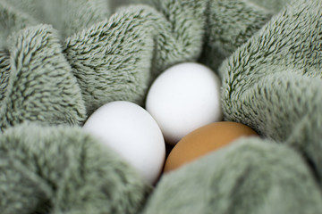 Chicken eggs in a 