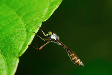 Robber fly, Aarey Milk Colony , INDIA