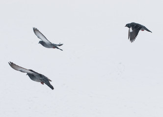 pigeons on white snow