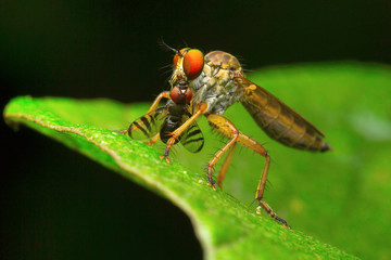 Robber fly, Aarey Milk Colony , INDIA
