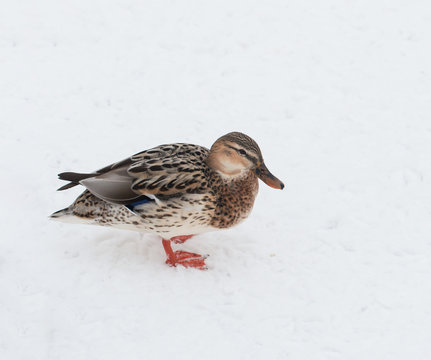 duck on white snow