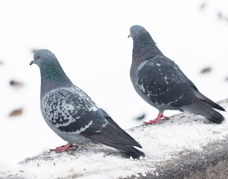 pigeons on white snow