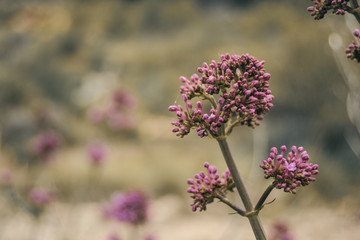 inflorescence of pink unopened flowers of valerianinflorescence of pink unopened flowers of valerian
