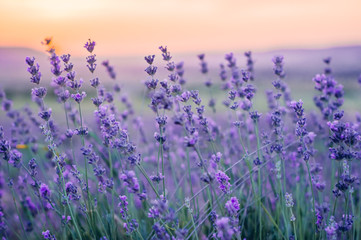 Lavender Field in the summer, natural colors, selective focus.