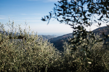 Obraz na płótnie Canvas Terraces with olive plantation, Ligurian mountains, Imperia, Italy