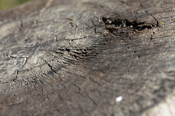 Wood, treestump, rings