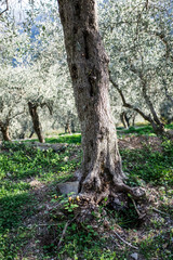 Terraces with olive plantation, Ligurian mountains, Imperia, Italy