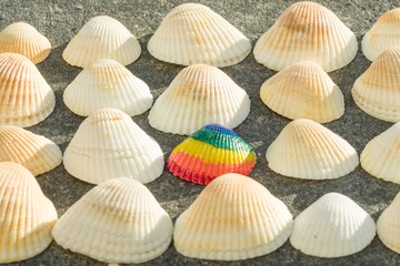 Fototapeta na wymiar Rainbow shell on the background of white shells