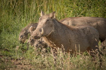 The Warthog Family