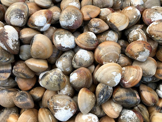 Group of fresh mussels, market in Thailand.