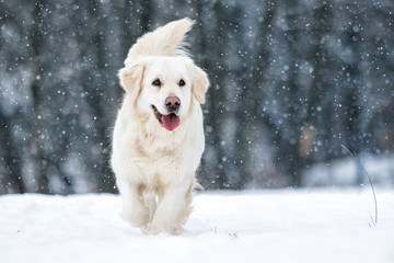 chien dehors en hiver