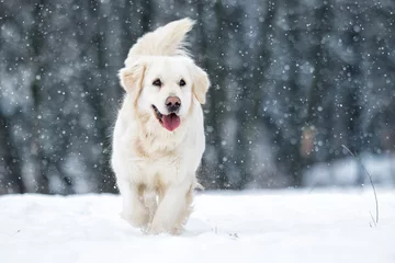 Photo sur Plexiglas Chien chien dehors en hiver