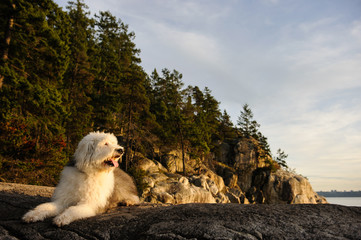 Old English Sheepdog outdoor portrait lying on cliff surrounded by trees