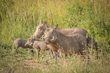 The Warthog Family