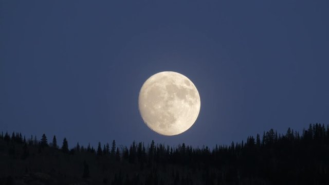 Full Moon Rising Over Pine Tree Forest.