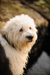 Old English Sheepdog outdoor portrait among rocks