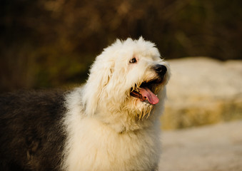 Old English Sheepdog outdoor portrait in nature