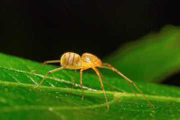 Spitting spider, Scytodidae , Aarey Milk Colony , INDIA