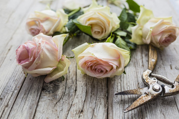 Cut roses on a vintage wooden background.
