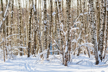 Obraz premium Snow covered birch trees in a winter forest