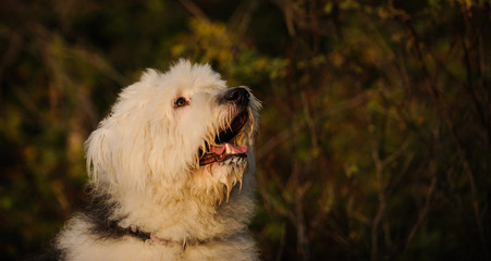 Old English Sheepdog portrait in nature