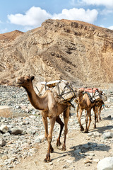 africa  in the  old dry river lots of camels