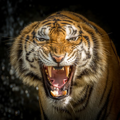 Obraz premium The face of a tiger roaring.