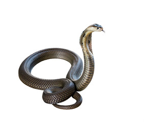 Cobra isolate on white background