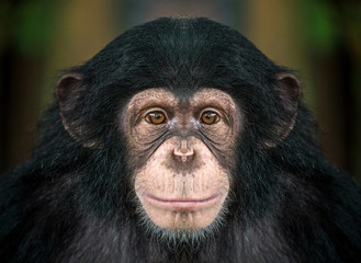  chimpanzee  face .
