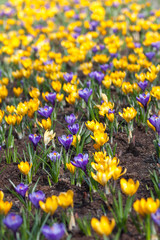 Spring background, colorful crocuses plant spring symbol