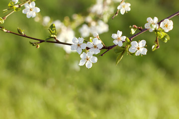 cherry blossom in spring/ branch of a blossoming fruit tree in the background of green grass a blurred background 