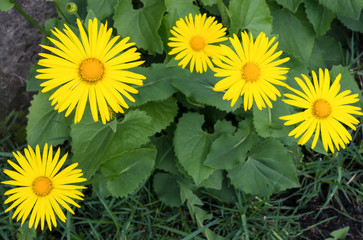 Doronicum is a spring flowering plant. Selective focus.  .